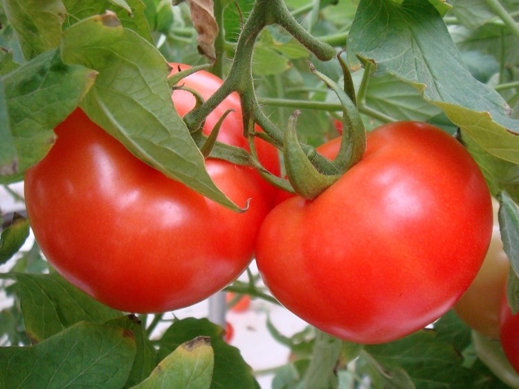 How to Include Tomatoes in Your Diet for Weight Loss